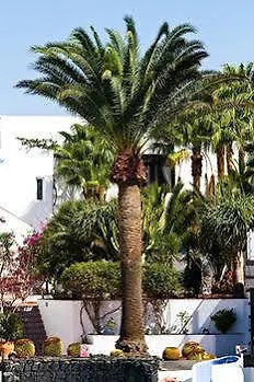 Aparthotel Parque Tropical En Lanzarote